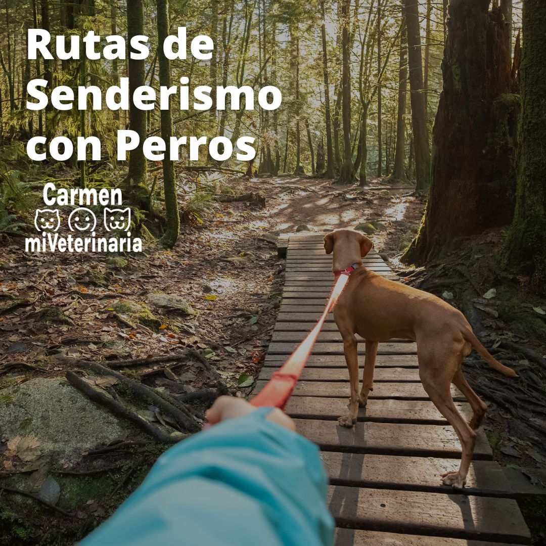 Rutas de Senderismo con perros