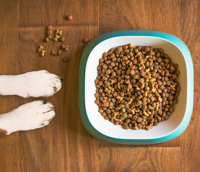 Algunas claves sobre la nutrición canina y felina
