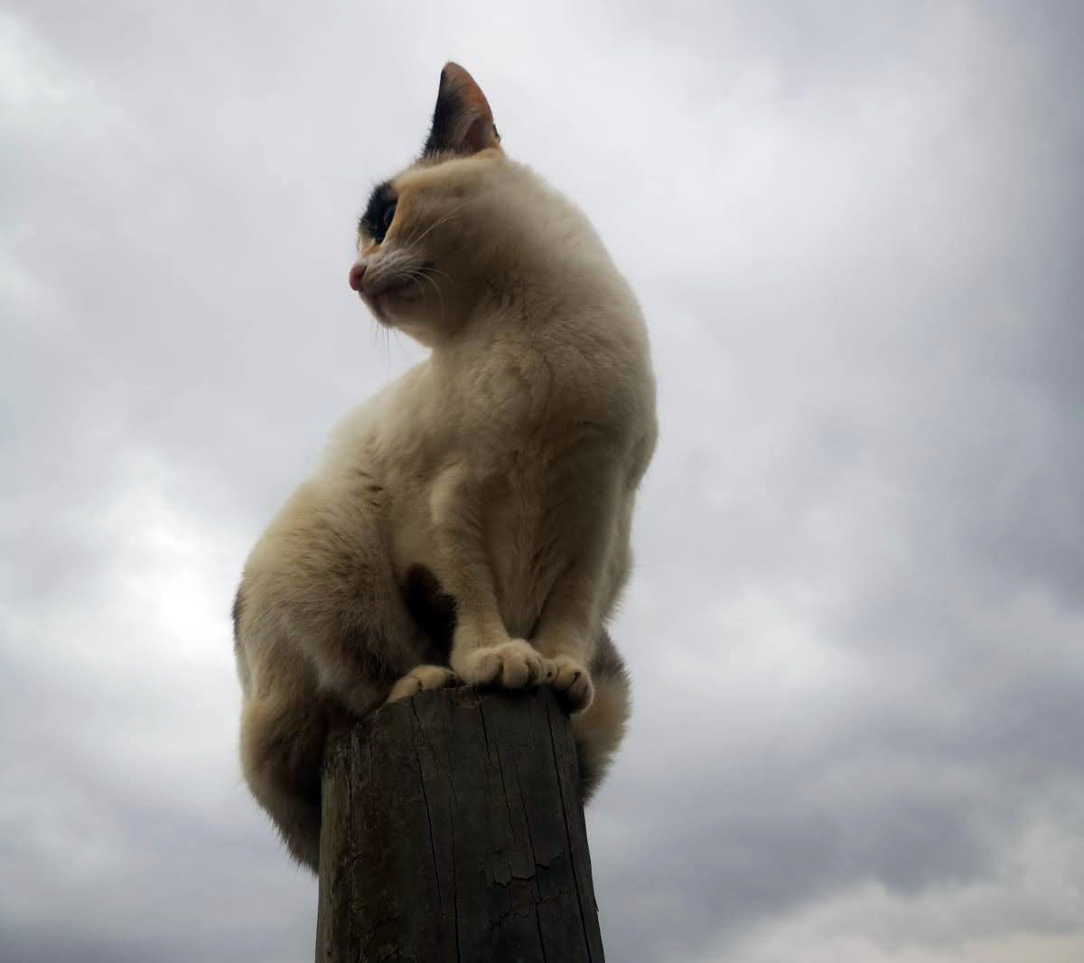 Amor humano gato