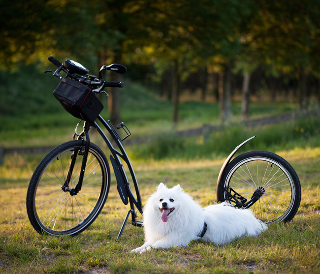 Deportes Caninos con seguridad al aire libre