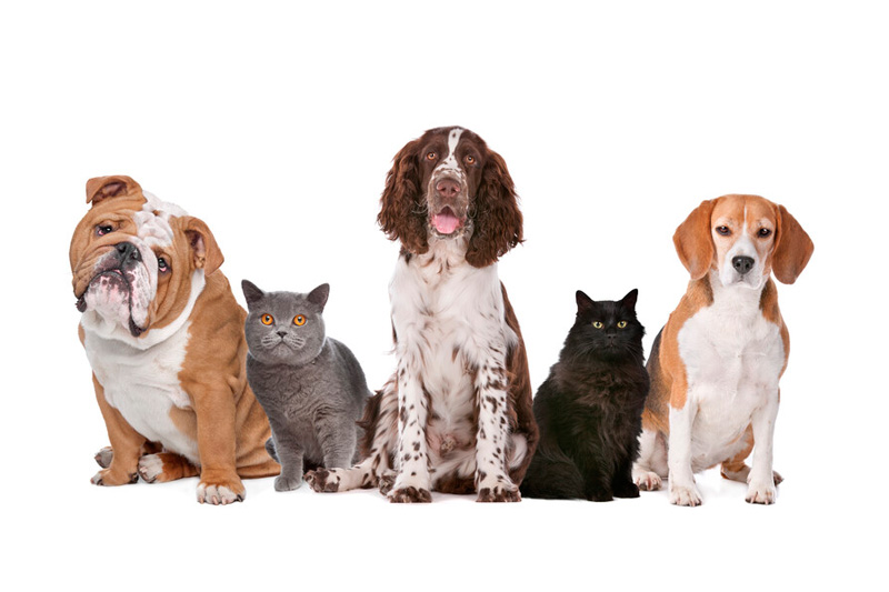 talleres carmen mi veterinaria