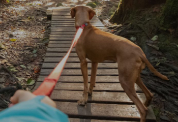 senderismo con perros