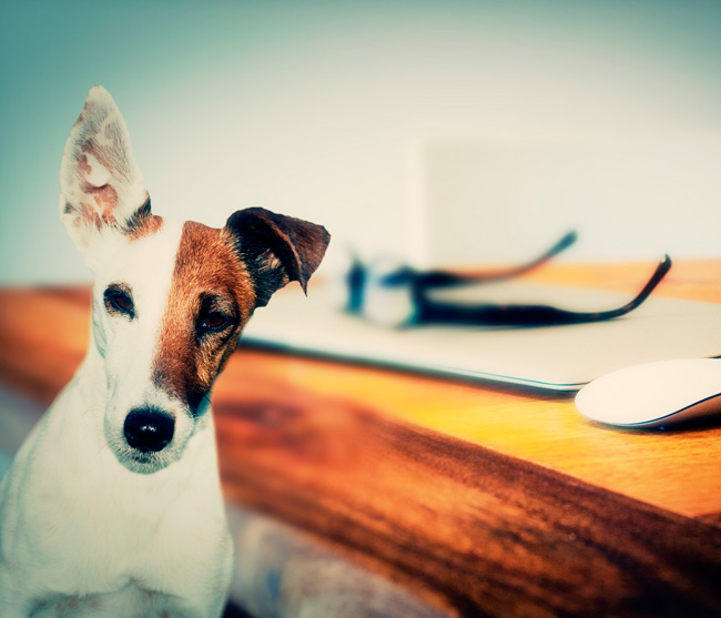 Taller primeros auxilios en urgencias de perros