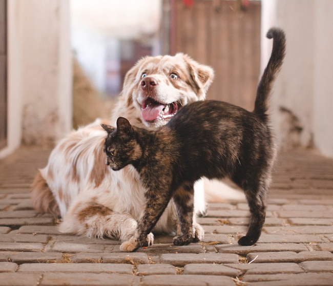 Taller perros y gatos como apoyo en la terapia de salud mental